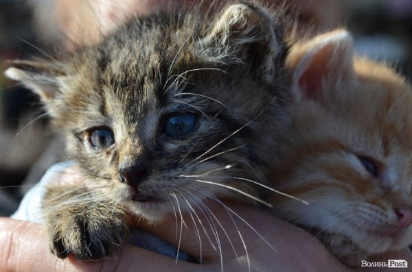Як у Луцьку ловлять бродячих собак. ФОТО