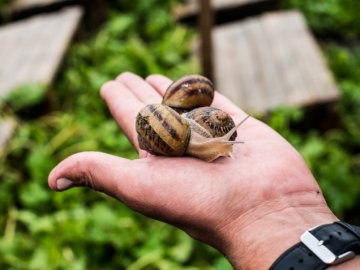 За кілограм просять до 3,5 євро: під Луцьком працює равликова ферма