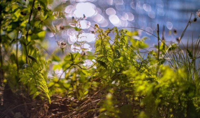 Таємничий Світязь через об'єктив волинського фотографа