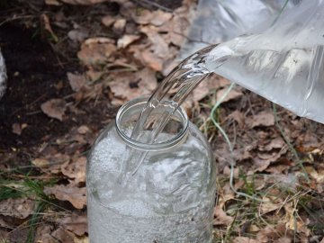 На Волині стартував сезон березового соку. ФОТО
