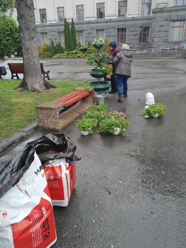Вулиці Луцька прикрасили живими квітами. ФОТО