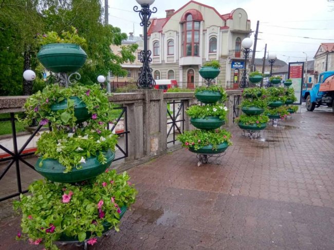 Вулиці Луцька прикрасили живими квітами. ФОТО