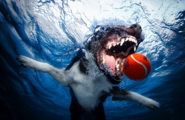 Сет Кастіл і його підводна армія. ФОТО