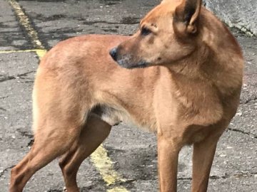 Волинські рятувальники зі Стиру витягли собаку. ВІДЕО