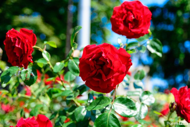 Літні пахощі: головний собор Луцька тоне в трояндах. ФОТОРЕПОРТАЖ