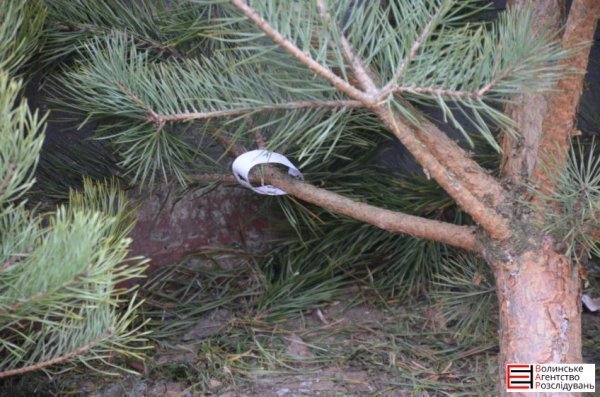 Ялинковий бізнес по-луцьки: ціни, дозволи, чіпи