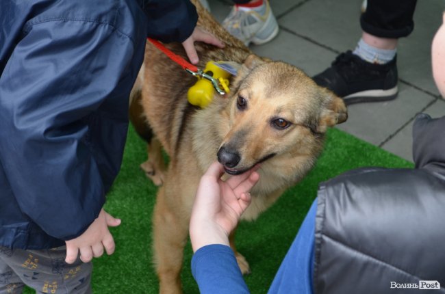 Фестиваль «Мокрі носики» біля луцького «Променя»: як безпритульним пухнастикам шукали дім. ФОТО