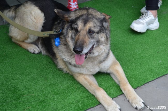 Фестиваль «Мокрі носики» біля луцького «Променя»: як безпритульним пухнастикам шукали дім. ФОТО