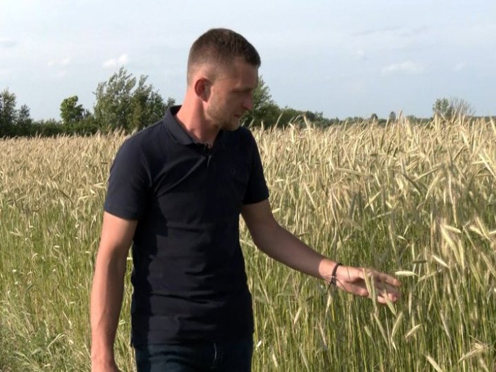 Родина на Волині обробляє понад 80 гектарів землі