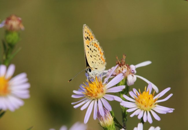 Волинський фотограф «упіймав» метеликів в об'єктив камери. ФОТО