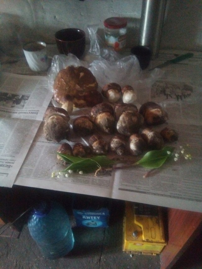 Волиняни діляться світлинами перших грибних трофеїв. ФОТО