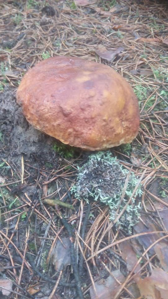 Волиняни діляться світлинами перших грибних трофеїв. ФОТО