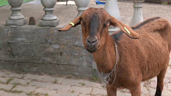 Фермер-переселенець змушений вирізати стадо кіз, яке зміг евакуювати на Волинь