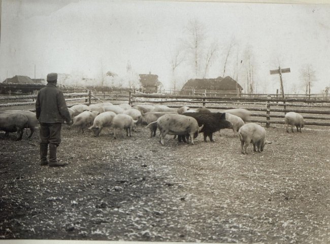 Якими були ферми і сироварні на Волині  сто років тому. РЕТРОФОТО
