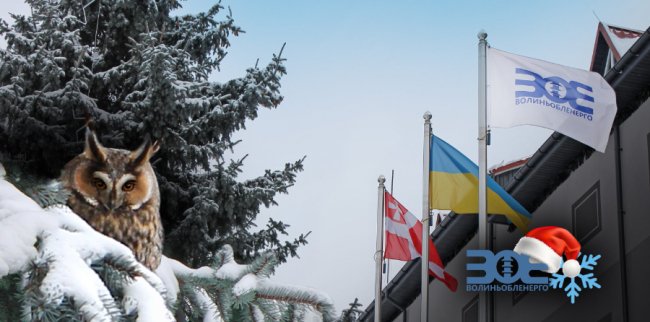 На території управління «Волиньобленерго» живе родина сов. ФОТО