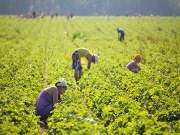 Корупція, страховка, безгрошів’я: кількість українців-заробітчан різко зросла