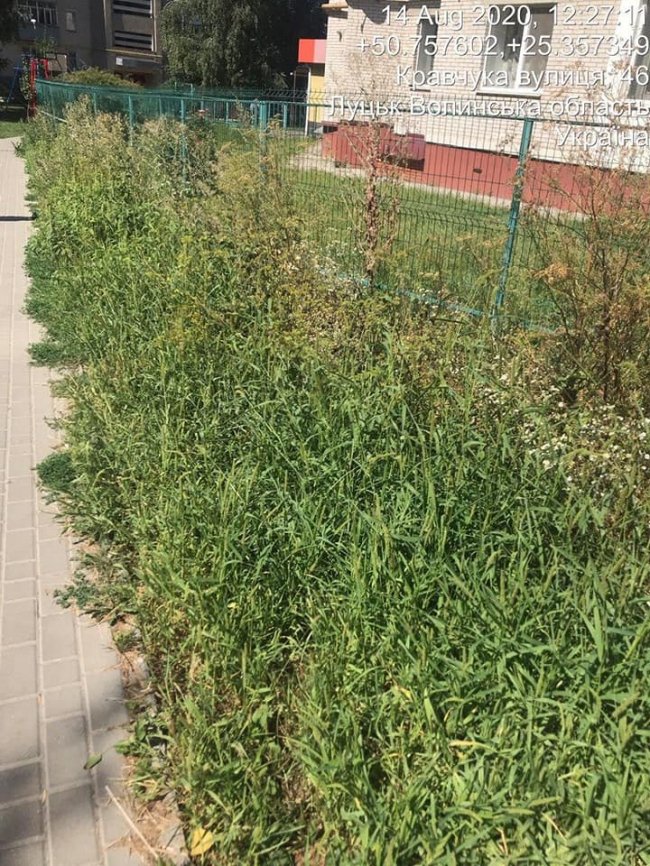 У Луцьку на голову ОСББ склали припис через чагарники навколо будинку. ФОТО