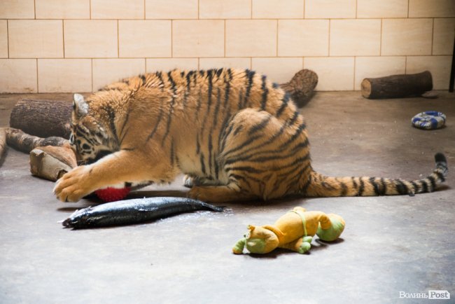 Важить 80 кілограмів і любить купатися: тигреняті Тріші з луцького зоопарку виповнився 1 рік. ФОТО