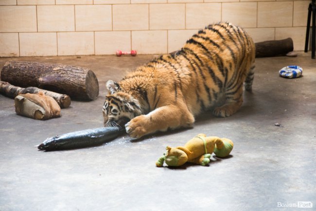 Важить 80 кілограмів і любить купатися: тигреняті Тріші з луцького зоопарку виповнився 1 рік. ФОТО