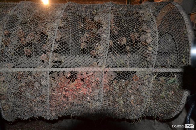 Банк насіння, плантації, шишкосушарки: як на Волині готують «нові ліси»