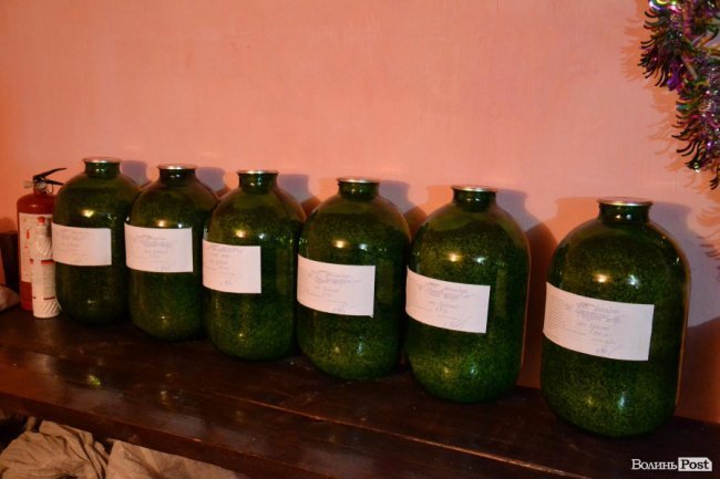 Банк насіння, плантації, шишкосушарки: як на Волині готують «нові ліси»