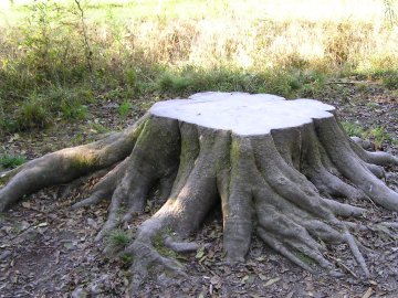 У Горохові поліція шукає невідомих, що вкрали з лісу дуби