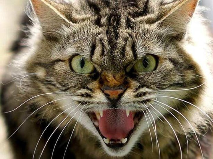 Кіт зі сказом подряпав чотирьох людей: в селі на Волині діє карантин