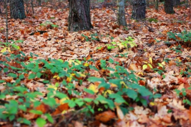 Осінь відступає: неймовірні світлини волинського лісу. ФОТО