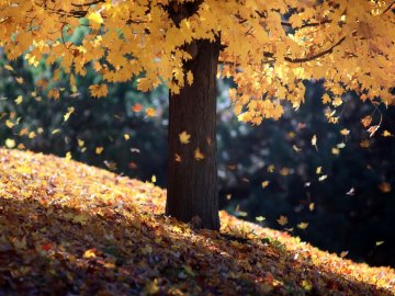 Якою буде погода на Волині у неділю, 15 листопада