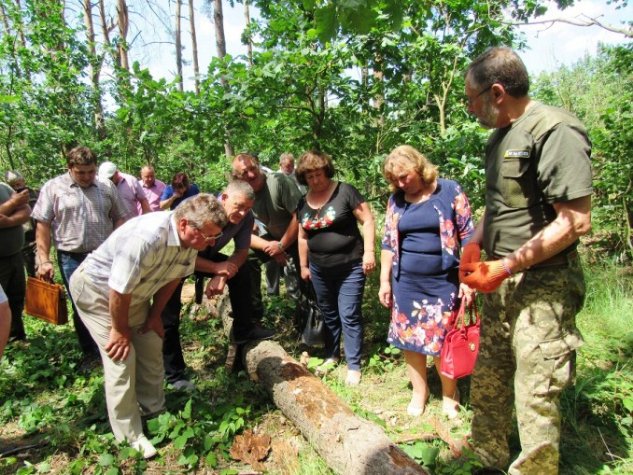 На Волині через короїдів всихають соснові ліси. ФОТО