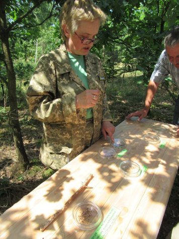 На Волині через короїдів всихають соснові ліси. ФОТО