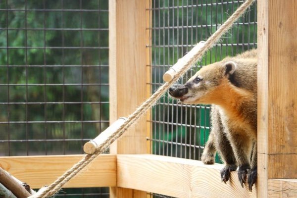 У Луцькому зоопарку - поповнення. ФОТО