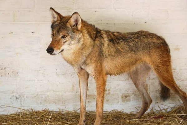 У Луцькому зоопарку - поповнення. ФОТО