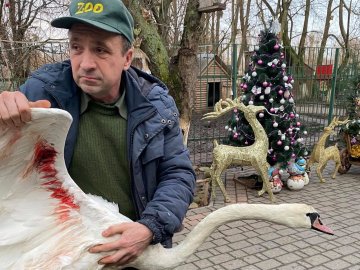 У селі під Луцьком невідомі підстрелили лебедя