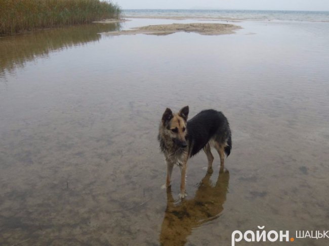 Самотній і чудернацький: оприлюднили фото осіннього Світязю