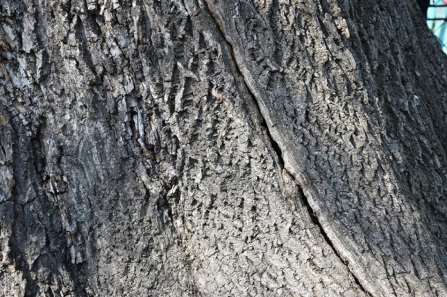 У Луцьку рятуватимуть ясен Лесі Українки, якому дві сотні років