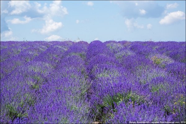 Український Прованс: лавандові поля в Криму. ФОТО