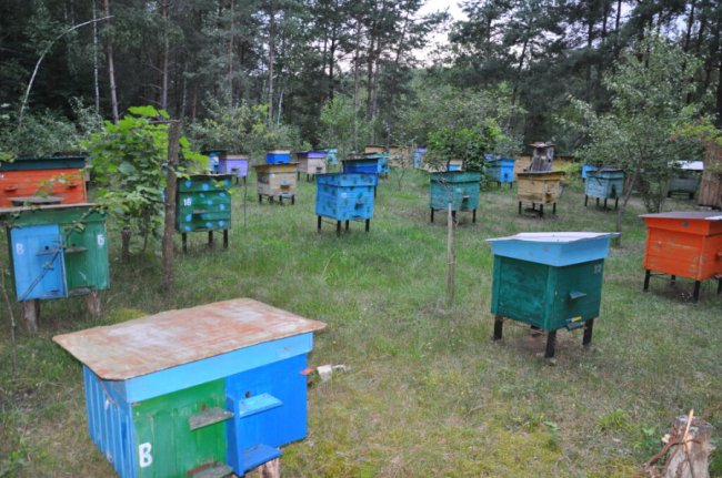«Придбав спочатку 4 сім’ї та 4 вулики – тепер це вже ціла пасіка»: волинянин 14 років присвятив бджолярству 