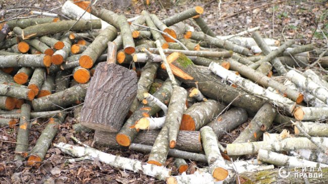 Десятки мільйонів збитків: на Волині п'ятий рік незаконно вирубують ліс у нацпарку