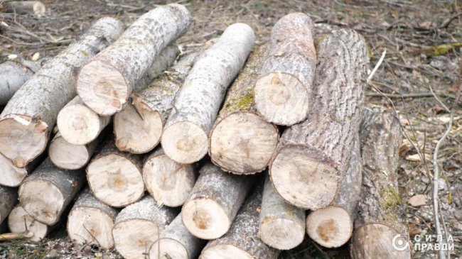 Десятки мільйонів збитків: на Волині п'ятий рік незаконно вирубують ліс у нацпарку