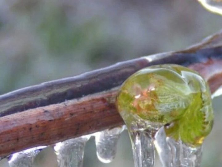 Другий рівень небезпечності: волинян попередили про заморозки