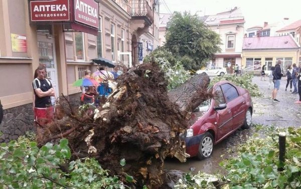Наслідки вчорашнього буревію в Ужгороді: повалені дерева, пошкоджені автівки.  ФОТО