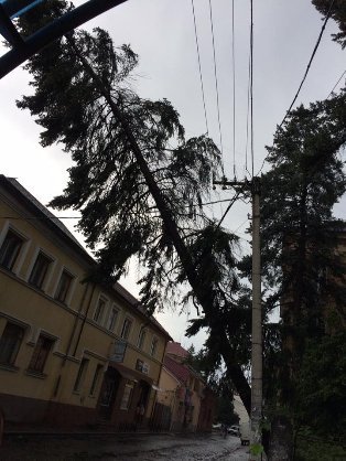 Наслідки вчорашнього буревію в Ужгороді: повалені дерева, пошкоджені автівки.  ФОТО