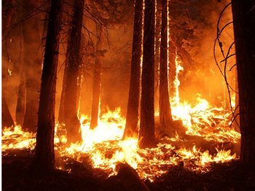 За тиждень в Україні - 70 лісових пожеж
