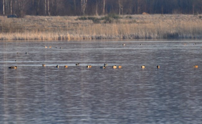 На Волині влаштували «пернате» фотополювання