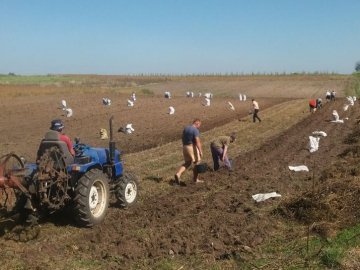 Сезон картоплі на Волині: чи вродила цього року і скільки коштує 