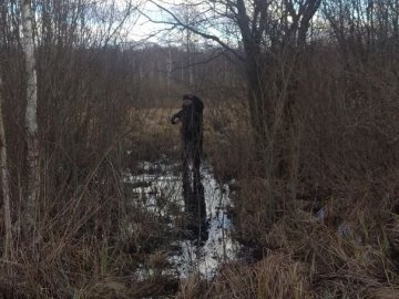 Сотні людей прочісують ліси на Волині у пошуках зниклої студентки