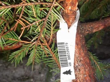 У Луцьку виявиили «ялинкових злочинців»