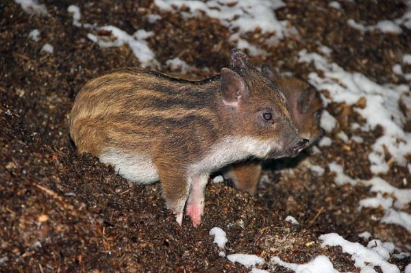 Перший сніг у волинському лісі: неймовірні фото