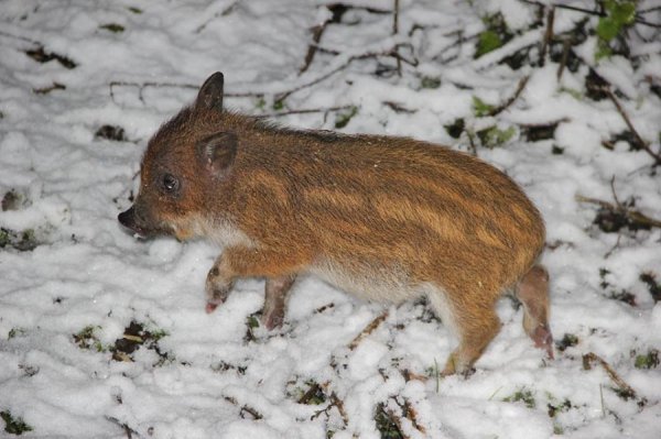 Перший сніг у волинському лісі: неймовірні фото